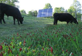 organic_cows_Biodynamic_beef_solar