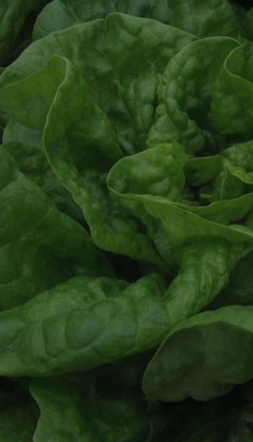 organic_biodynamic_lettuce